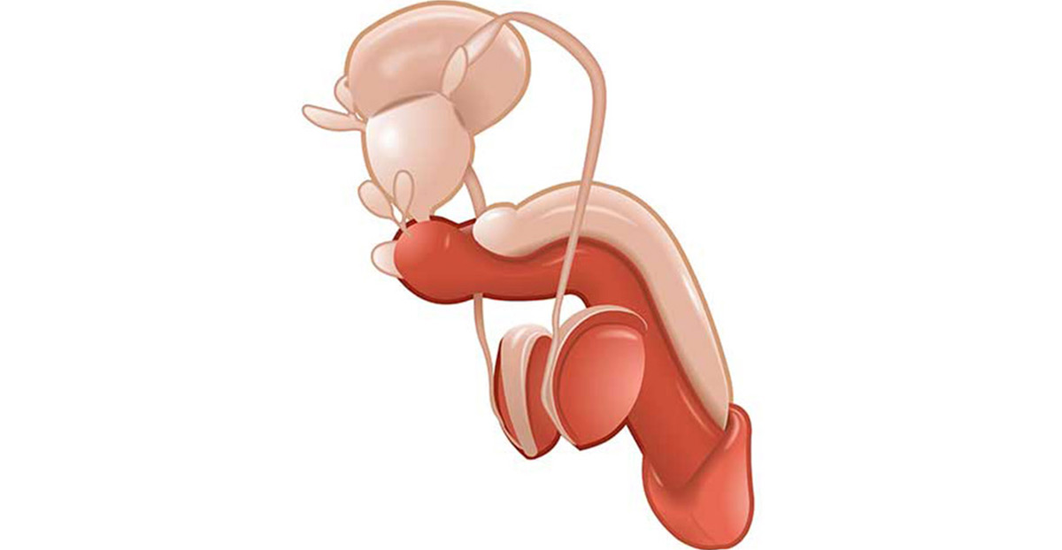 anatomy-of-penis-UCI-Pediatric-Urology