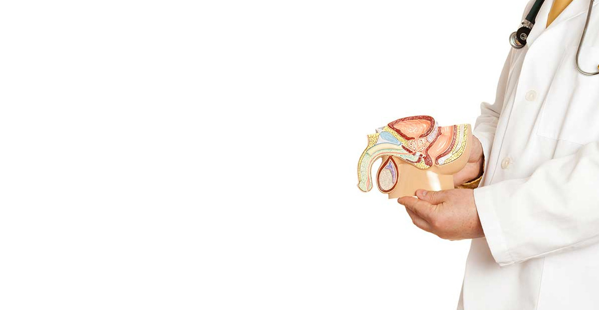 anatomy-related-to-newborn-circumcision-UCI-Pediatric-Urology anatomy-related-to-newborn-circumcision-UCI-Pediatric-Urology