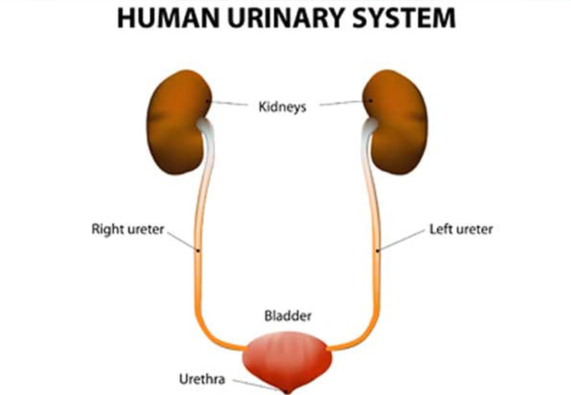 correct-urinary-system-understanding-epispadias-UCI-Pediatric-Urology