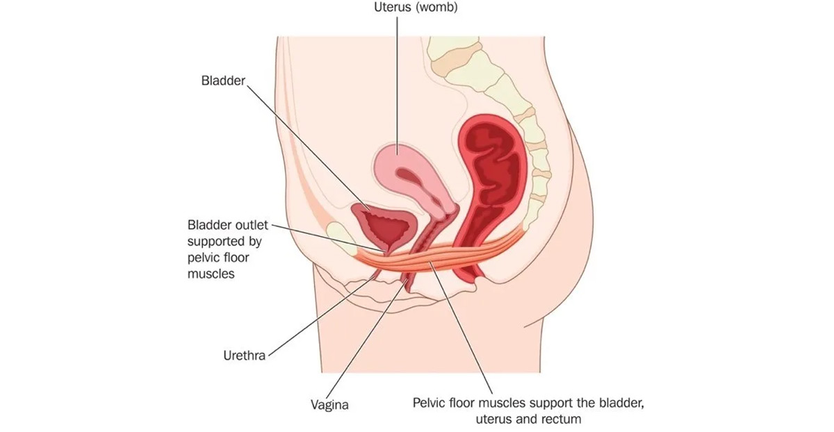 voiding-dysfunction-is-related-to-muscles-around-the-bladder-UCI-Pediatric-Urology
